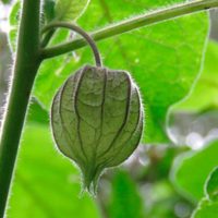 La UNAM identifica planta que ayudaría a combatir el cáncer de mama