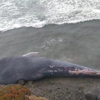 Hallan a una ballena de más de 20 metros muerta en costas de BC; es la quinta en 2019