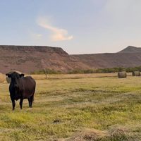 Amplían líneas de créditos para el sector ganadero en el territorio neuquino