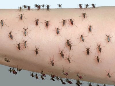 Por qué hay invasión de mosquitos en el AMBA y cuánto puede durar