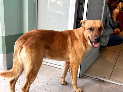 “Palomo”, el perro que localizó a Don Goyo, de 84 años tras pasar ocho días perdido
