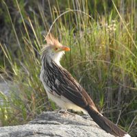 No es el hornero ni la calandria: el pájaro que predice el clima y llena tu vida de buena suerte