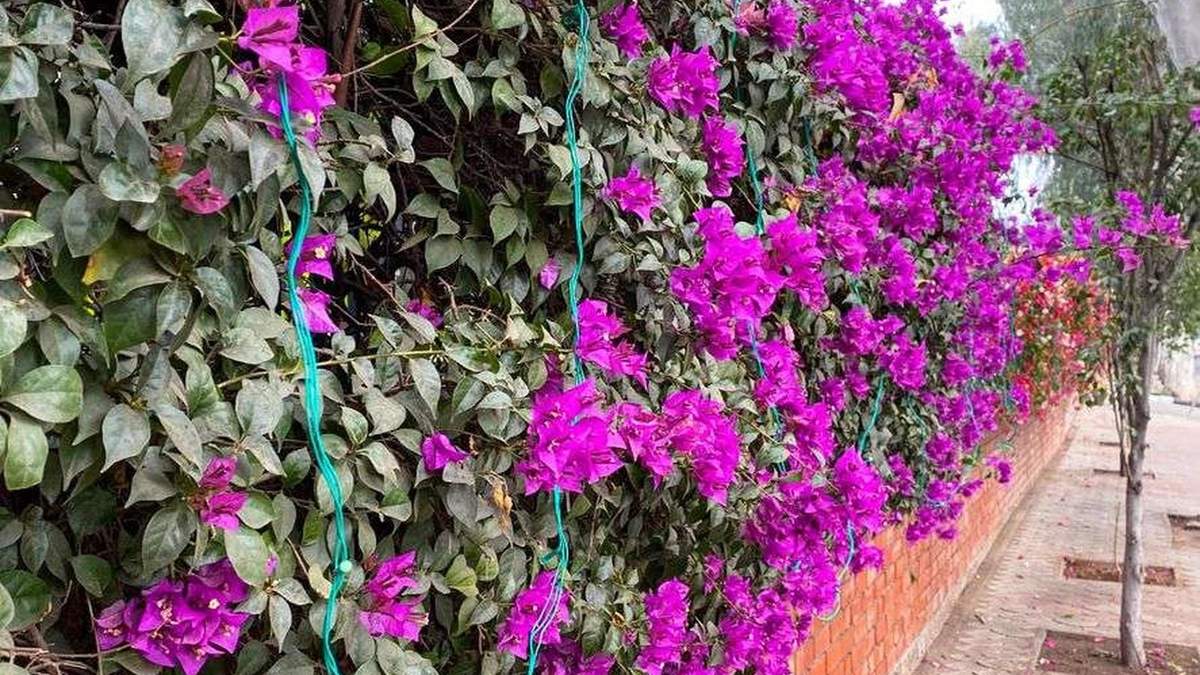 Plantas. Fuente: (Instagram)