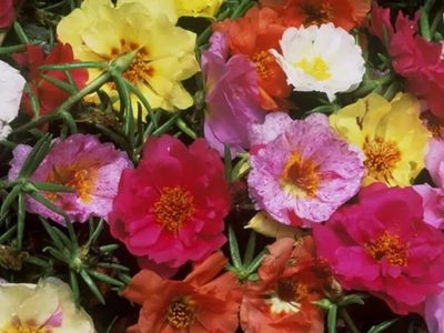 Es fácil de cuidar y tiene hermosas flores: la suculenta de moda perfecta para decorar tu hogar