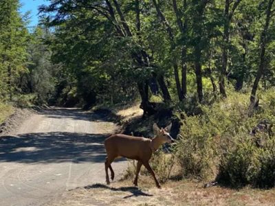 Avistan un huemul en el Parque Nacional Lanín tras 30 años y restringen el acceso para su monitoreo