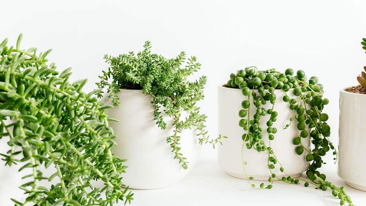 Plantas. Fuente: (Mi Mercadito)