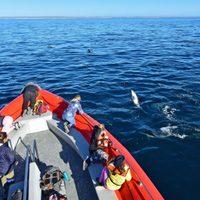En Puerto Madryn, esta vez el aplauso se lo llevaron los delfines