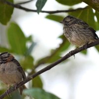 No es ninguno de los que pensabas: el pájaro que te despierta cada mañana con un inconfundible silbido