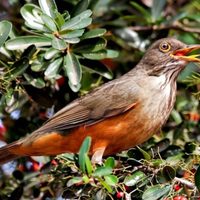 Misterio resuelto: la razón por la que el Zorzal canta cada vez más temprano antes del amanecer