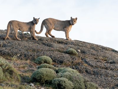 ¡Insólito! Rompió la cuarentena para cazar pumas