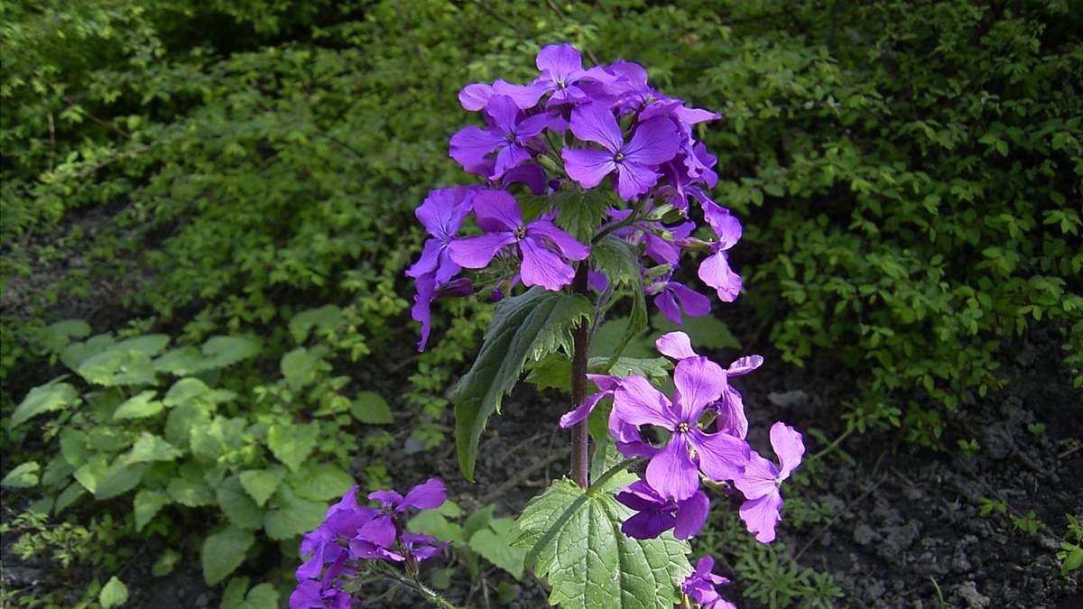 Lunaria Annua, una planta de pocos cuidados. Fuente: (X)