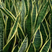El súper abono casero que es oro puro para tu sansevieria o "lengua de suegra"