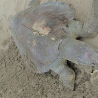 Investigan la muerte de un centenar de tortugas en litoral de Chiapas