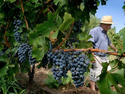 El regreso triunfal de la uva criolla