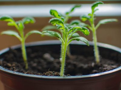 El método infalible para reproducir tu planta favorita en tiempo récord