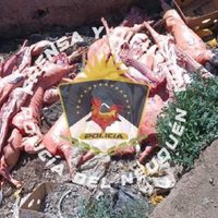 Llevaban 27 medias res de cerdos que se iban a vender en Aluminé