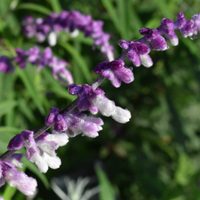 Que tu jardín no se apague en otoño: la planta que da la flor más bella y atrae a los colibríes