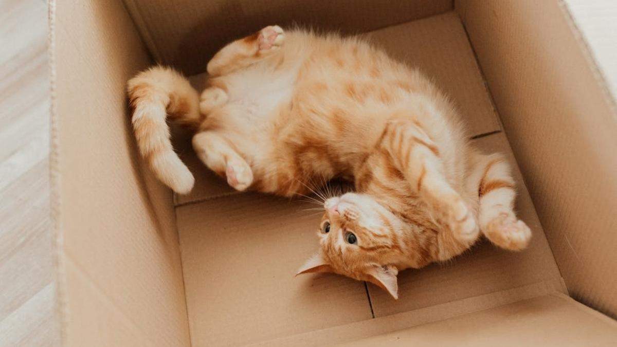 Cajas de cartón. Fuente: (Instagram).