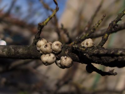 El truco económico y exprés de los jardineros para proteger tus plantas de la plaga silenciosa que las ataca