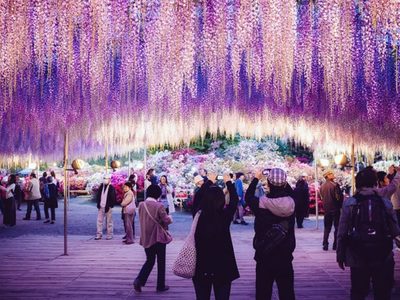 Una glicina de 150 años convoca al turismo en Japón