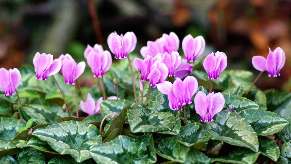 Plantas. Fuente: (Twitter)