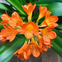 Los trucos para reproducir las clivias y que tu jardín se vista de naranja esta primavera