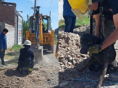 Fuerte operativo en Centenario para rescatar a una perrita atrapada en una cañería