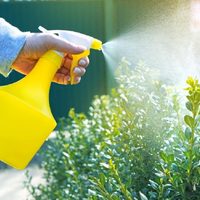 Con 2 ingredientes: combatí las plagas de tus plantas con este truco que no falla y sin gastar de más