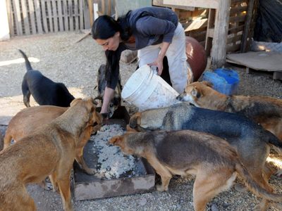 ¡No se olvidaron de los perros!: Enterate de la gran iniciativa del municipio