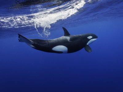 Video: el increíble encuentro entre buzos y orcas en Las Grutas