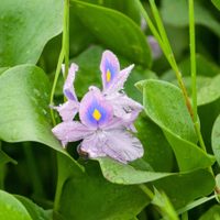 La planta que crece en cualquier florero y que da hermosas flores color lila