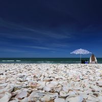 Desempolvá los caracoles que tenés de la playa: mirá esta idea "low cost" para decorar tu casa
