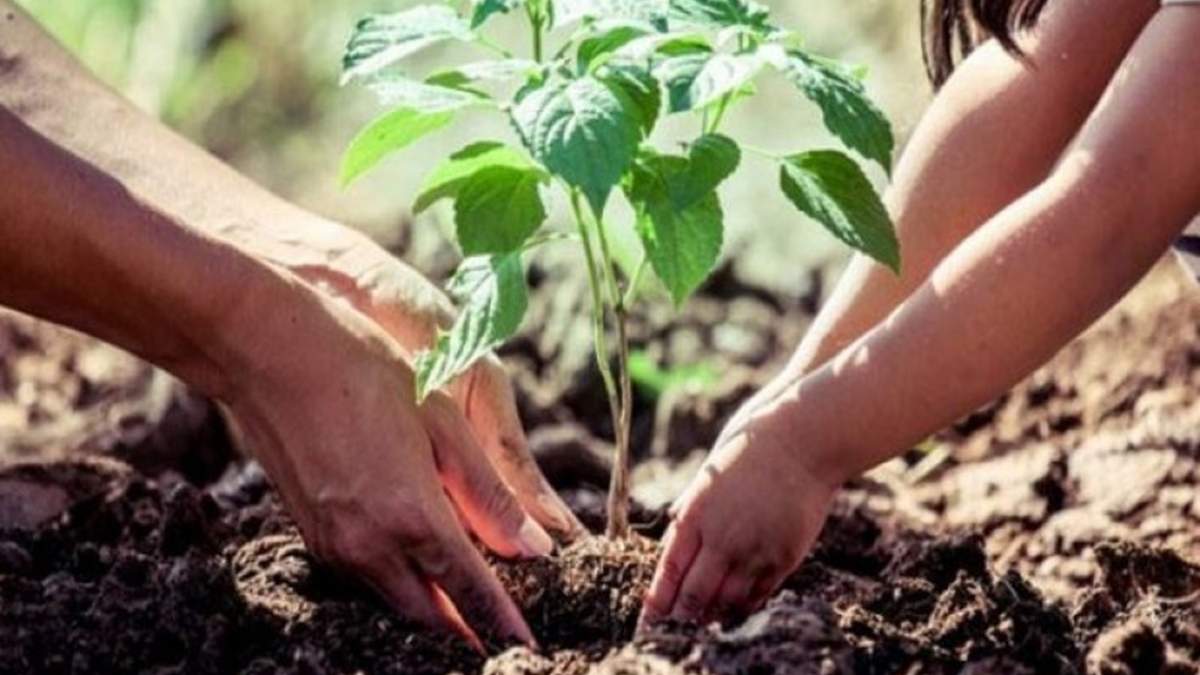 Plantas. Fuente: (Twitter)