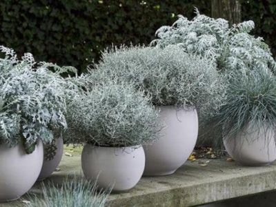 Las plantas grises con las que podés armar un cantero de revista en tu jardín