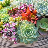 Conocé esta suculenta que por su hermoso color vas a querer tener en tu jardín en primavera