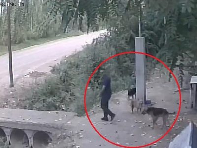 Video: captan el triste momento en que un hombre abandona a un perro en un refugio