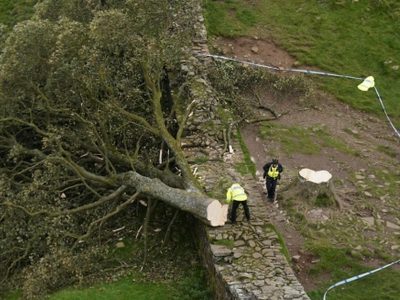 Reino Unido condenó a cuatro hombres por talar un famoso árbol y destruir el Muro de Adriano