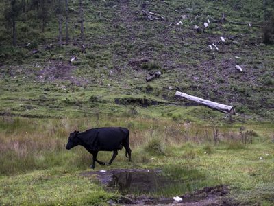 Los que devoran los bosques
