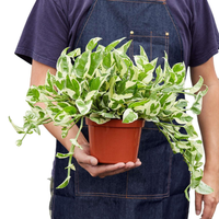 Jardinería y energía verde: las 4 plantas más poderosas para atraer la buena suerte y la prosperidad