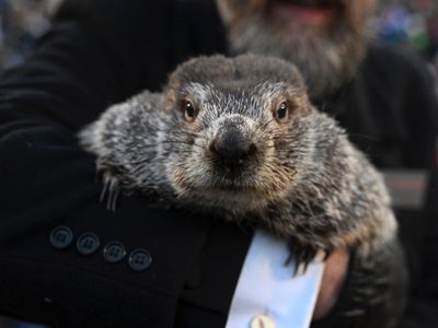 ¿Cuánto más durará el invierno? Esto fue lo que predijo Phil en el Día de la Marmota