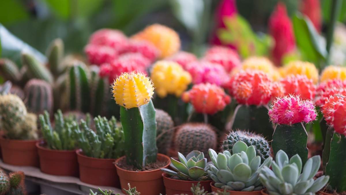 Cactus. Fuente: (Instagram)