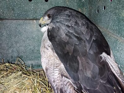 Especie protegida: investigan la muerte de cinco águilas moras en Rivadavia