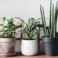 Aprendé cómo consentir a tus plantas desde el interior del hogar