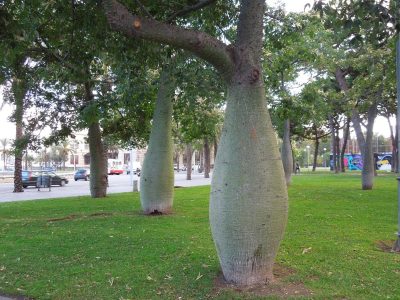 El árbol que deslumbra con sus flores únicas esconde muchos beneficios y es más fácil de cuidar de lo que pensás