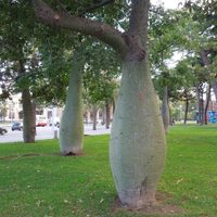 El árbol que deslumbra con sus flores únicas esconde muchos beneficios y es más fácil de cuidar de lo que pensás