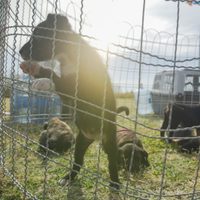 Neuquén realizó su primera Feria Animalada