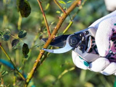 Plantas: lo tenés que hacer ahora en tu jardín si querés muchas flores hermosas en primavera