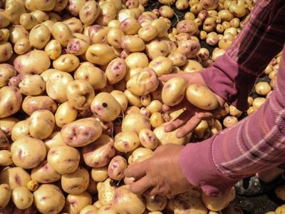 Productores repudian importación de papa estadunidense