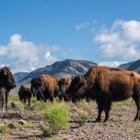 WHC reconoce a Cemex por su compromiso con la conservación del medio ambiente