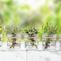 4 tips que seguro no conocías para que tus plantas o esquejes en agua no se pudran o mueran